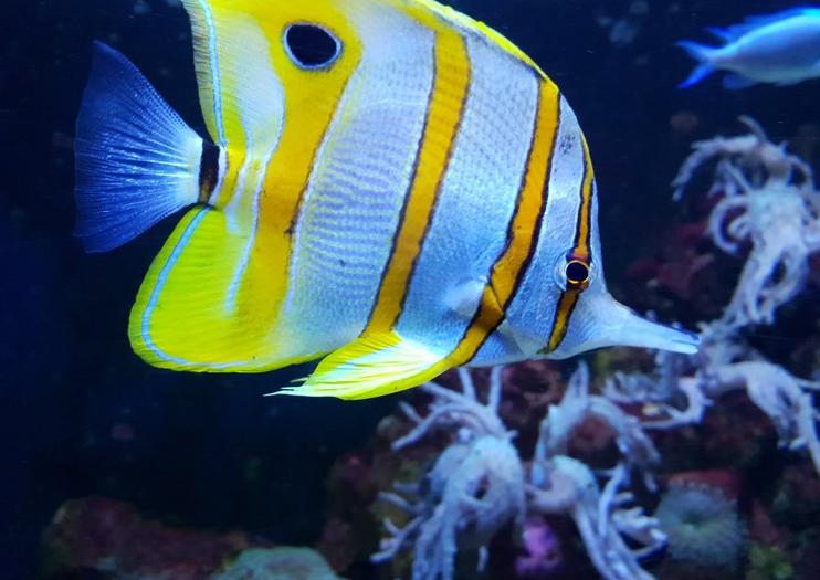 SEA LIFE® Bray